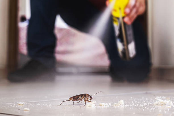 Best Flea Control Services  in Caway, AR